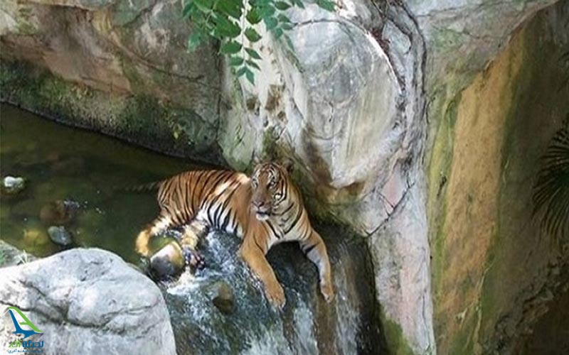 حبات وحش جنگل های آمازون