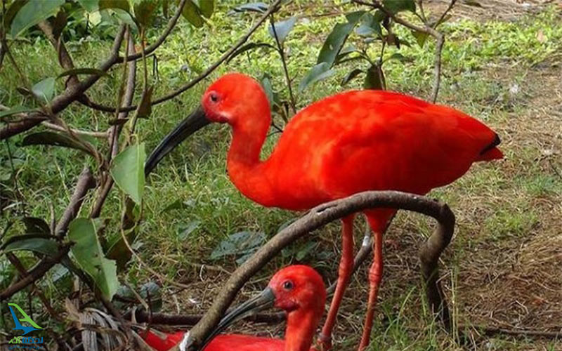 جنگل های آمازون