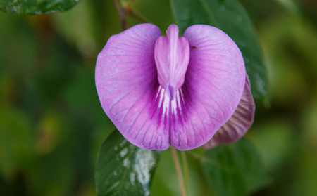 علت بزرگ شدن دستگاه تناسلی زنان, چوچول, چوچول بزرگ