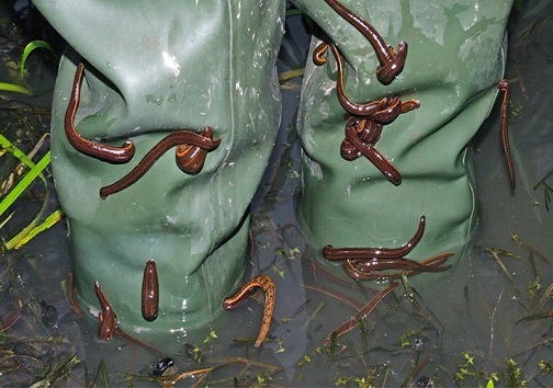 خون آشامی که با آن می توانید پول پارو کنید