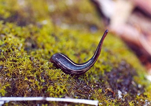 خون آشامی که با آن می توانید پول پارو کنید