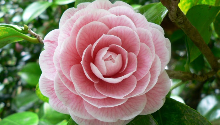 اسرار گمشده باغ گیاه شناسی انگلیس + تصاویر