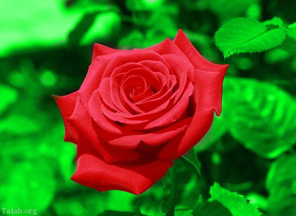 120 عکس پروفایل گل زیبا | زیباترین عکس های گل برای پروفایل