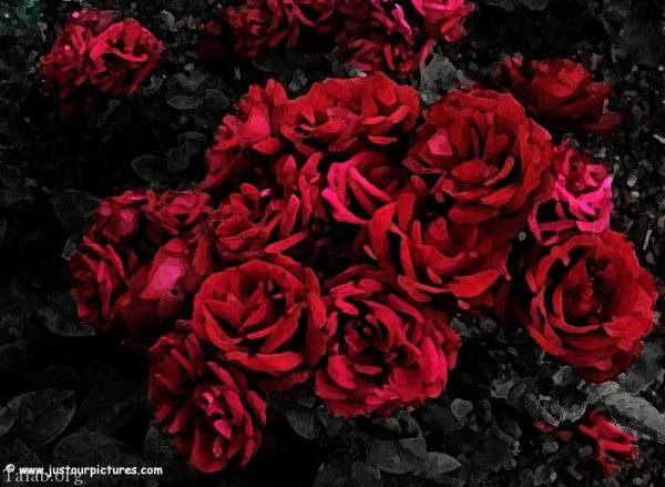 120 عکس پروفایل گل زیبا | زیباترین عکس های گل برای پروفایل