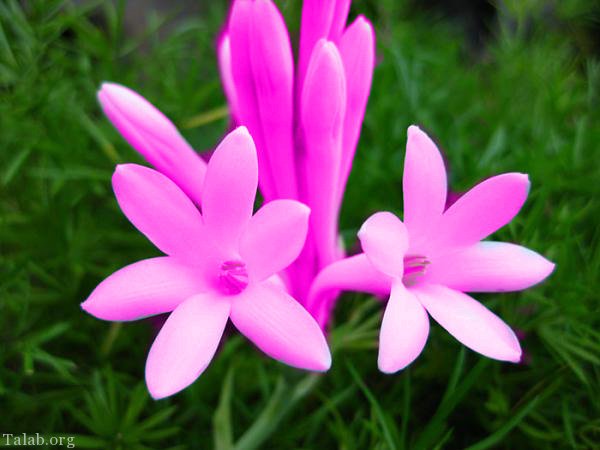 120 عکس پروفایل گل زیبا | زیباترین عکس های گل برای پروفایل