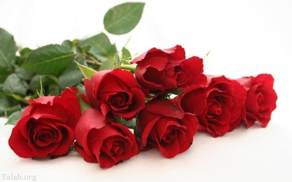 120 عکس پروفایل گل زیبا | زیباترین عکس های گل برای پروفایل