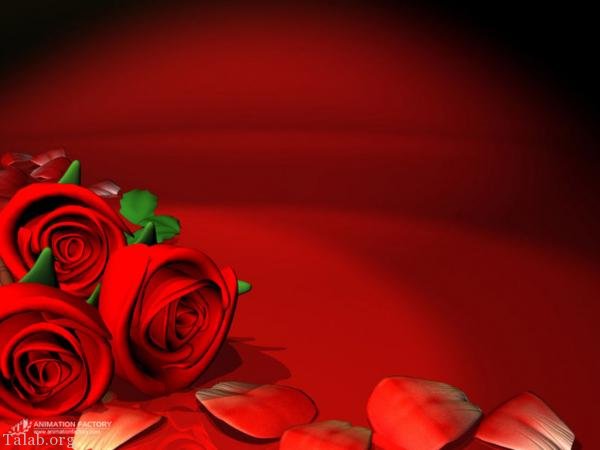 120 عکس پروفایل گل زیبا | زیباترین عکس های گل برای پروفایل