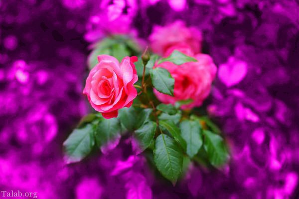 120 عکس پروفایل گل زیبا | زیباترین عکس های گل برای پروفایل