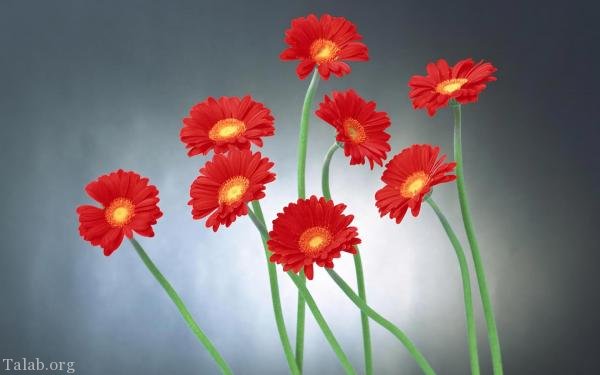 120 عکس پروفایل گل زیبا | زیباترین عکس های گل برای پروفایل