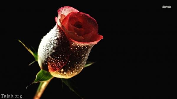 120 عکس پروفایل گل زیبا | زیباترین عکس های گل برای پروفایل