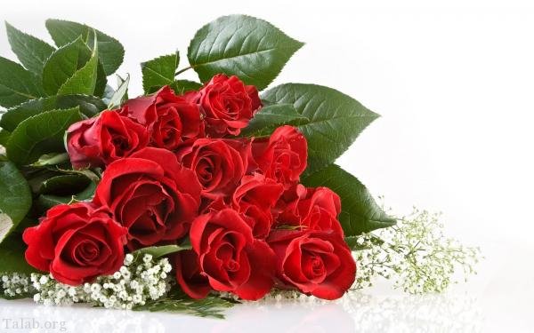 120 عکس پروفایل گل زیبا | زیباترین عکس های گل برای پروفایل