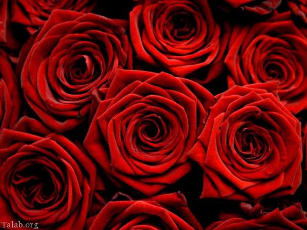 120 عکس پروفایل گل زیبا | زیباترین عکس های گل برای پروفایل