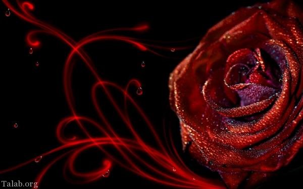 120 عکس پروفایل گل زیبا | زیباترین عکس های گل برای پروفایل