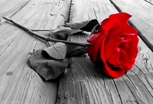 120 عکس پروفایل گل زیبا | زیباترین عکس های گل برای پروفایل