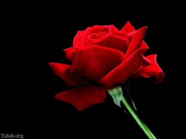 120 عکس پروفایل گل زیبا | زیباترین عکس های گل برای پروفایل