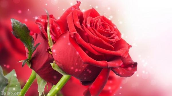 120 عکس پروفایل گل زیبا | زیباترین عکس های گل برای پروفایل