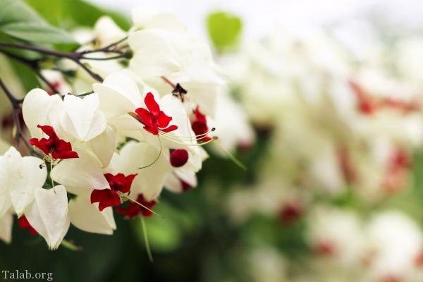 120 عکس پروفایل گل زیبا | زیباترین عکس های گل برای پروفایل