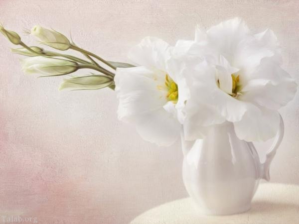 120 عکس پروفایل گل زیبا | زیباترین عکس های گل برای پروفایل