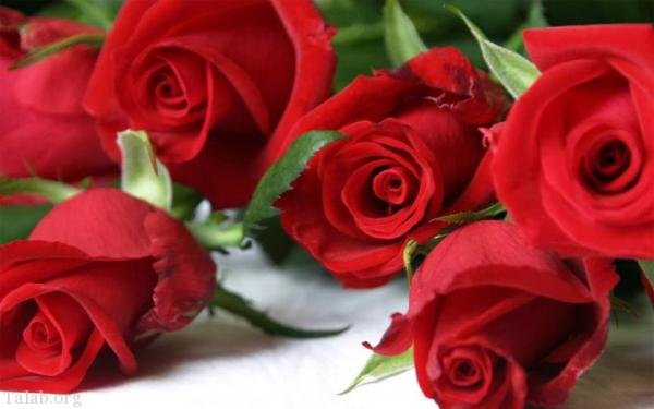 120 عکس پروفایل گل زیبا | زیباترین عکس های گل برای پروفایل