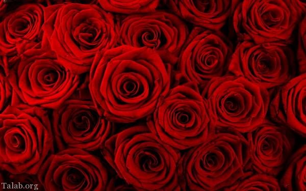 120 عکس پروفایل گل زیبا | زیباترین عکس های گل برای پروفایل