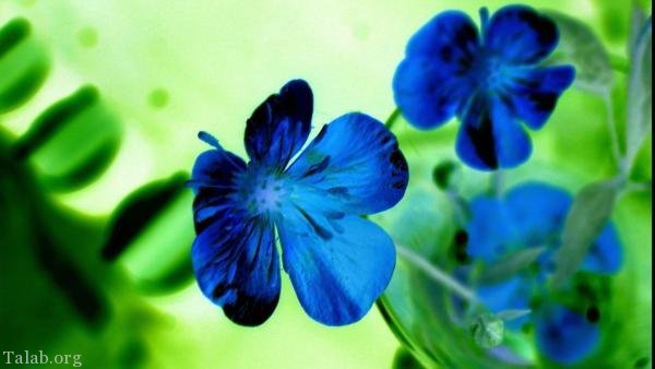 120 عکس پروفایل گل زیبا | زیباترین عکس های گل برای پروفایل