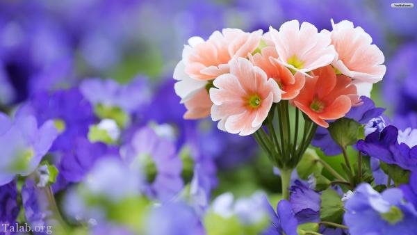 120 عکس پروفایل گل زیبا | زیباترین عکس های گل برای پروفایل