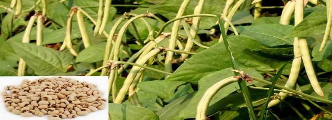مشخصات لوبیا بلدی یا لوبیا چشم بلبلی